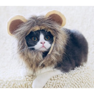 Mũ sư tử và thỏ trắng dành cho mèo