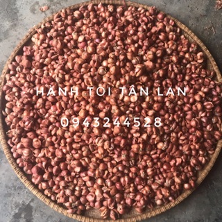 HÀNH KHÔ HẢI DƯƠNG - HÀNH BẮC