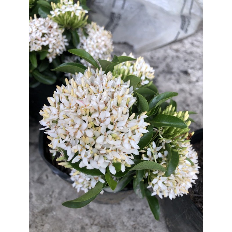 Combo 2 Bầu Cây Giống Hoa Mẫu Đơn Màu Trắng -Trang Ngọc Trinh (ảnh Thật), Boiboi.Organic, Cây Trong Bầu Đất, Rễ Mạnh