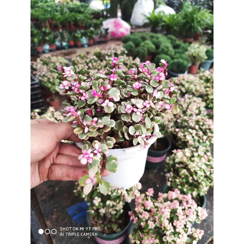 Chậu cây Thân Cổ Thụ để bàn trang trí decor
