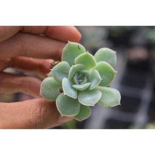 sen đá liên đài trắng mini 2-4cm