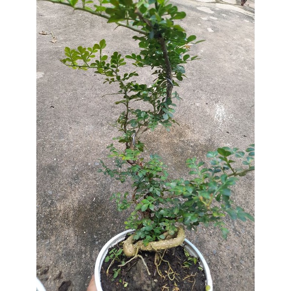 Chậu Cần Thăng đã tạo dáng bonsai