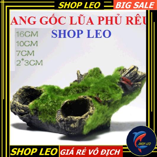 GỐC LŨA PHỦ RÊU - HANG GỐC CÂY PHỦ RÊU