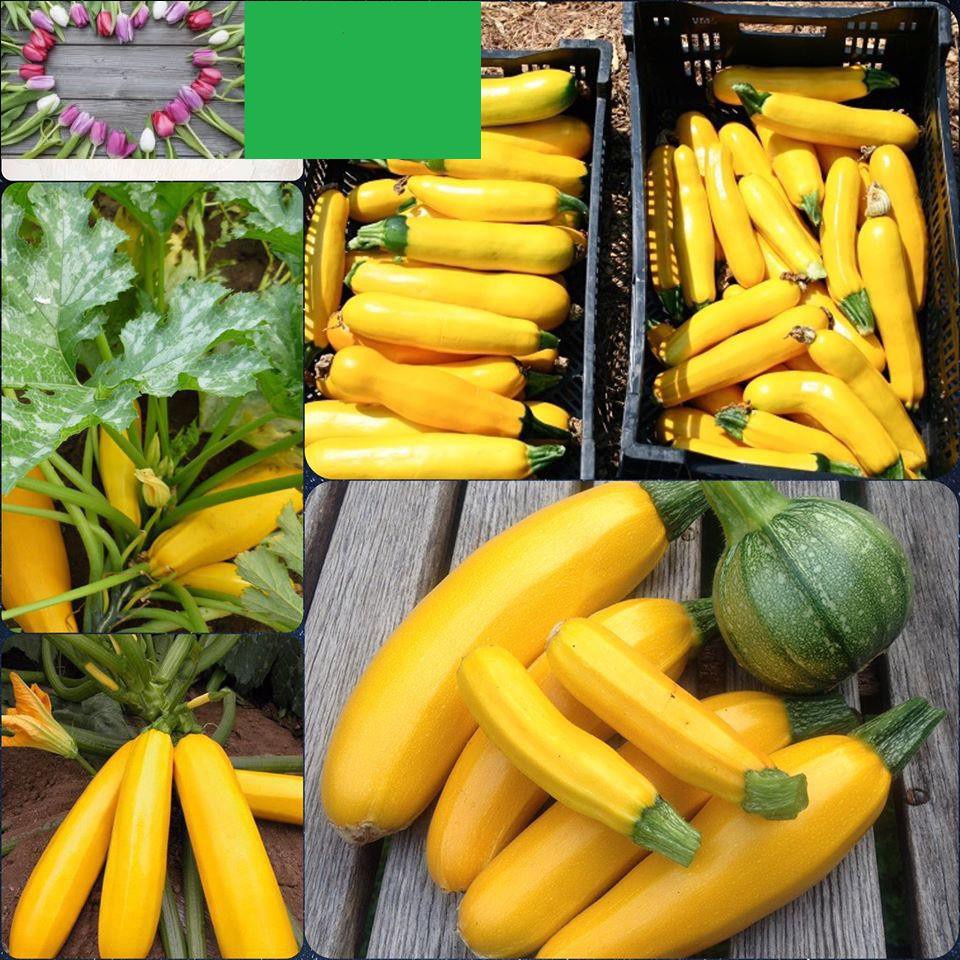 Hạt giống Bí Ngồi Xanh, vàng  10 gram