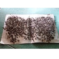 [100 miếng ] Keo dính ruồi,nhặng xử lý ruồi đơn giản, hiệu quả, an toàn