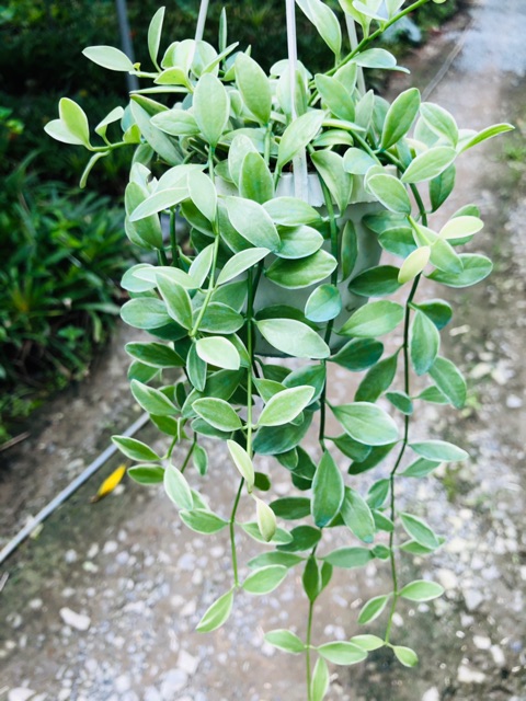 Lan hạt dưa cẩm thạch