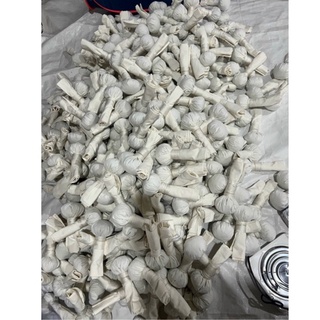 Cây muối chườm mắt giảm quầng thâm và thon gọn cánh mũi