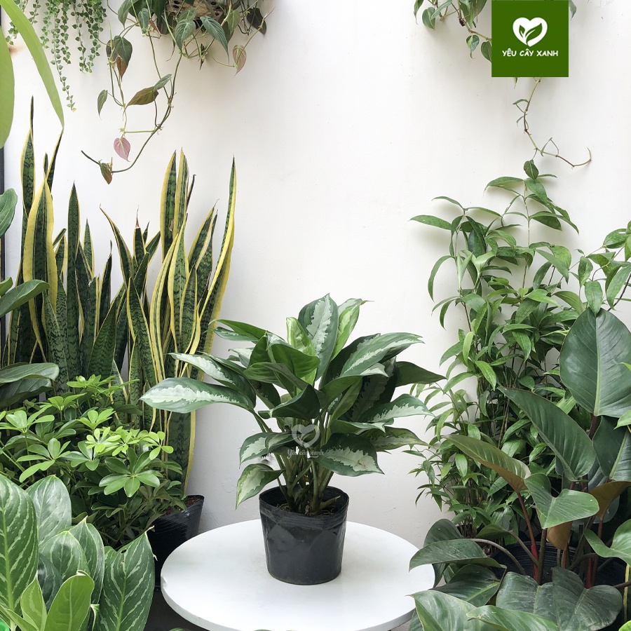 Cây Thanh Lam ( Cây Vạn Phúc ) nội thất trang trí văn phòng, cửa hàng giúp thanh lọc không khí