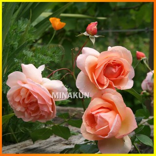 Hoa hồng ngoại Heaven On Earth Rose sang chảnh cực thơm - MinaKun Shop