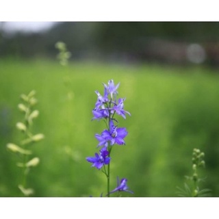 Hạt giống Hoa Violet