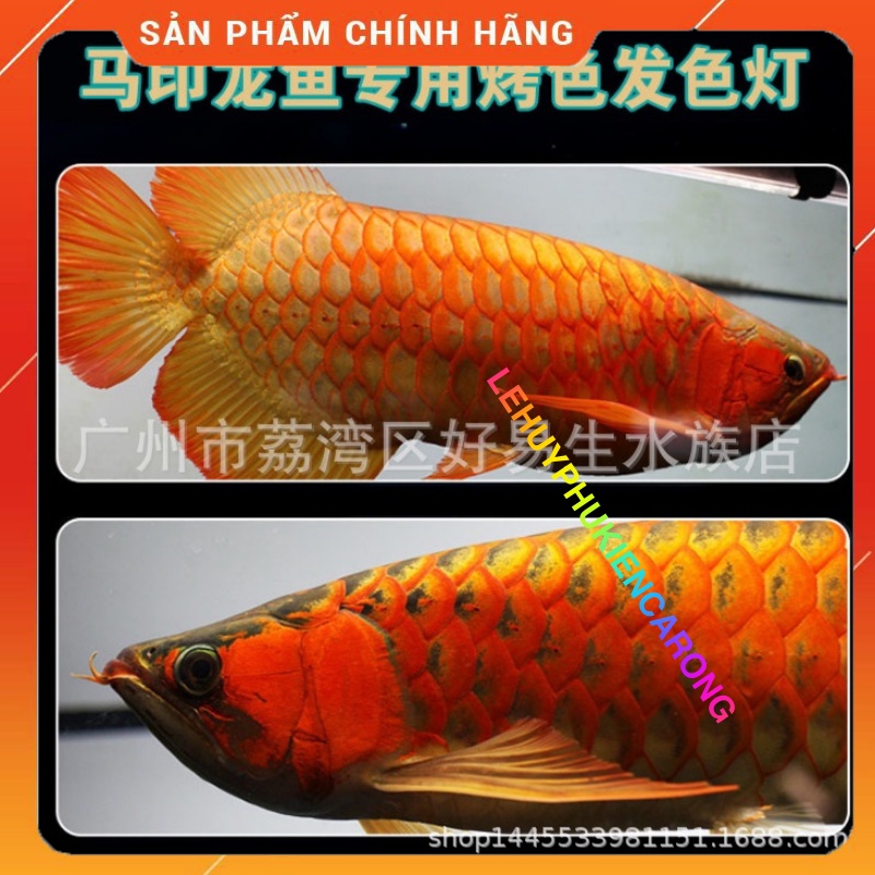 Đèn Bể Cá Chuyên Dụng Tanning Cho Cá Rồng Huyết Long Và Bối Vàng Bóng T5 13000k, 6700k, 2700k Thương Hiệu MAYIN