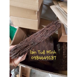 Bảng dớn trồng lan kích thước 15x20x3 cm