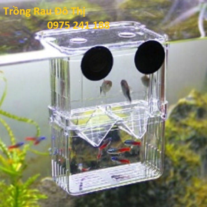 Lồng cá đẻ, lồng tách cá bảy màu guppy, lồng dưỡng cá bệnh bằng Mica trong suốt