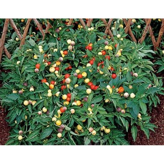 Hạt giống Ớt Bi kiểng ngũ sắc (ớt tròn nhiều màu)