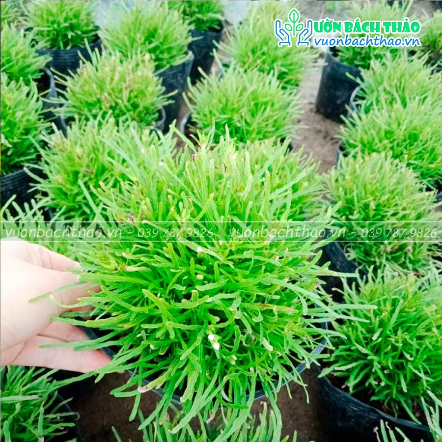 Cây cỏ mây trồng công trình cảnh quan giá rẻ