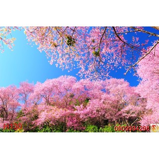 Tranh dán tường Hoa 3d, tranh hoa lá nhiều mẫu