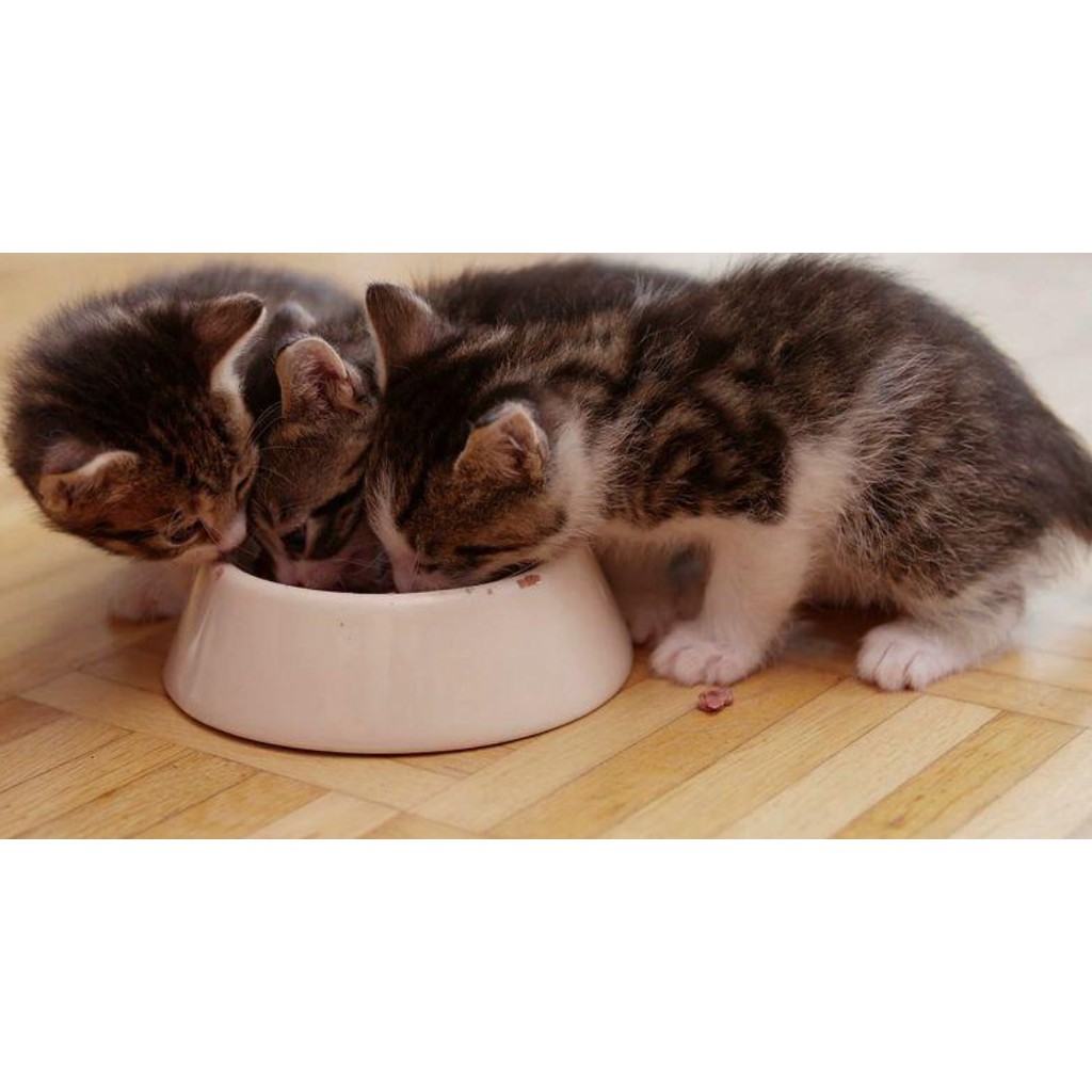 Thức ăn hạt khô cho mèo Cateyes nhiều dinh dưỡng túi 1 kg | Cat's eye - Cat eye - Catseye