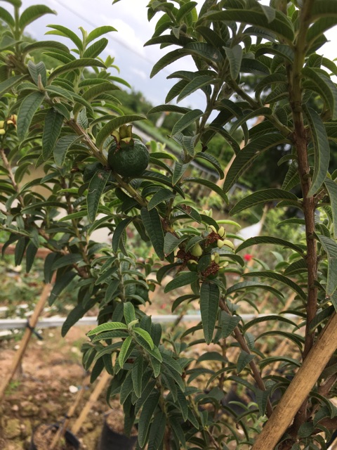 Cây ổi lá kim đang cho trái