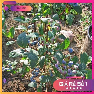 Hạt giống Việt quất (30 hạt)