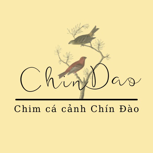 Chim cá cảnh Chín Đào