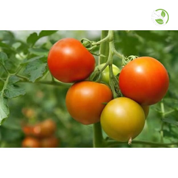 Hạt Giống Cà chua F1 siêu kháng bệnh PN-209 Phú Nông- Gói 0.1gr