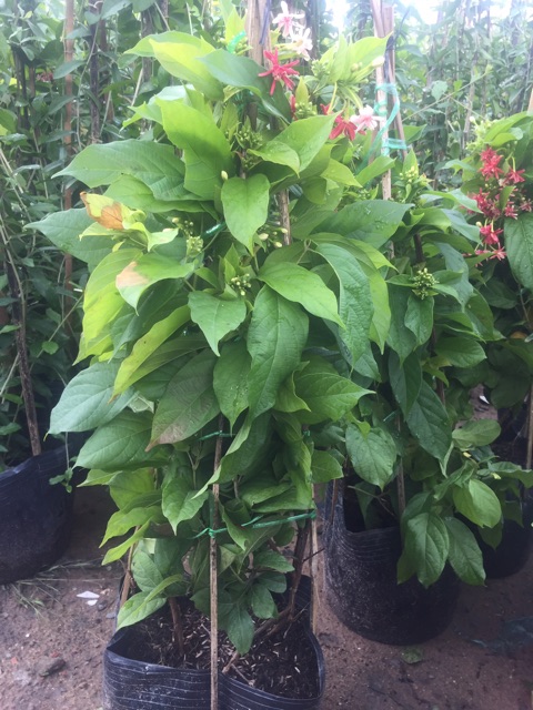 Sử quân tử đang hoa cao 60