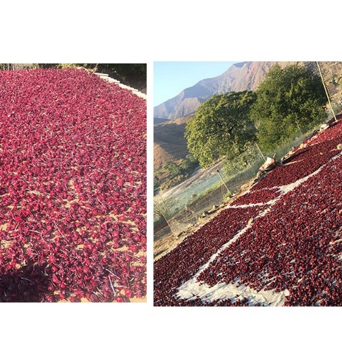 💥( TẶNG HOA NHÀI)  - ( 100G ) TRÀ ATISO ĐỎ (HIBISCUS)