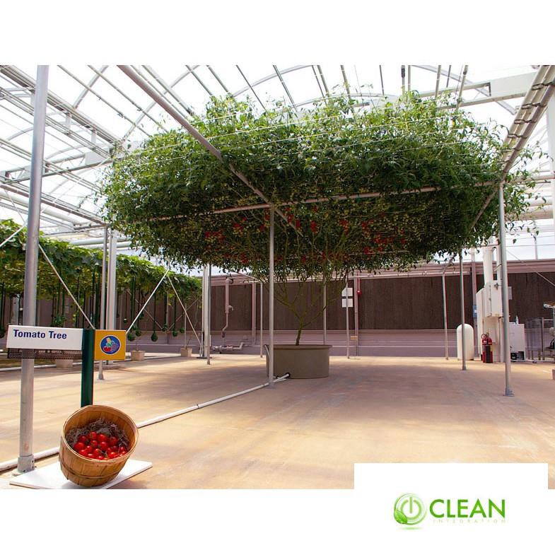 Hạt giống cà chua bạch tuột
