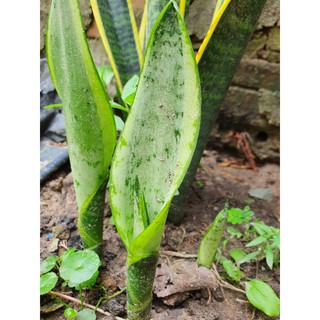 Cây lưỡi hổ giống.