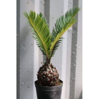 Combo 3 cây và chậu