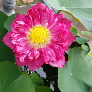 Bộ 5 gói Hạt giống hoa sen bách diệp nhiều màu