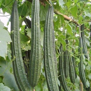 Hạt giống mướp khía thái lan- nảy 99%