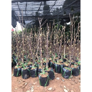cây hoa mộc Lan đang nụ thơm chuẩn