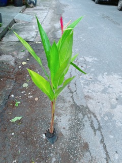 Cây Chuối Mỏ Két