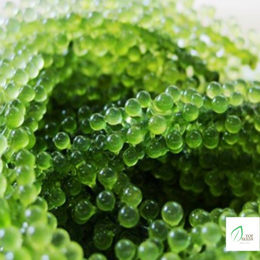 Rong Nho Tách Nước Khánh Hoà 25Gr - Công Nghệ Tách Nước Tiêu Chuẩn Nhật Bản | BigBuy360 - bigbuy360.vn