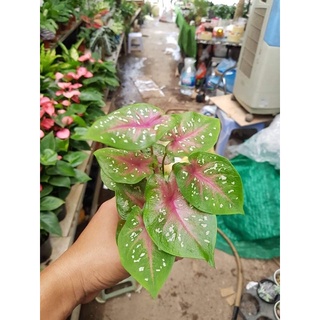 Cây Mon cảnh - Cây Muống Nhật