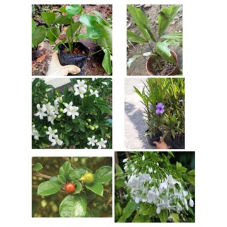 (GIÁ SỐC) 6 loại cây kiểng phong thủy