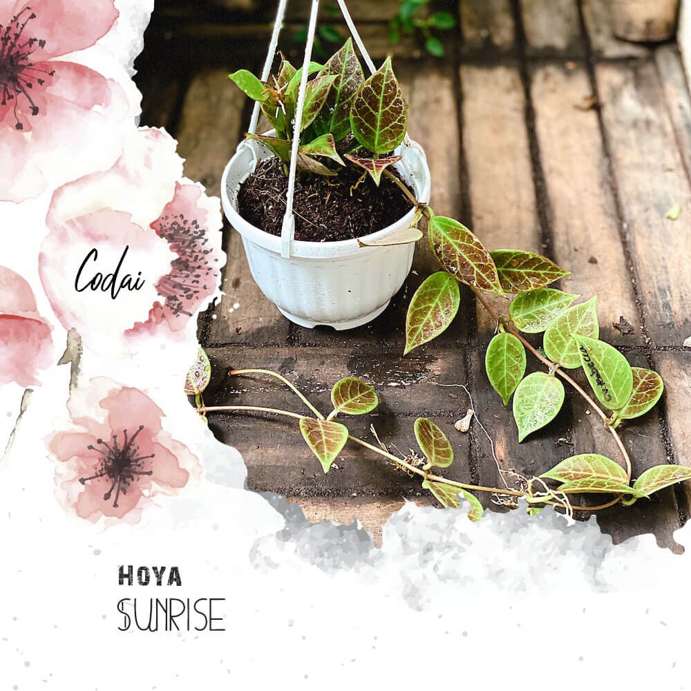 Cây Hoya 'Sunrise' (Tam Sắc Cầu Lan Bình Minh) chậu nhựa treo