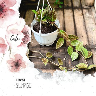 Cây Hoya 'Sunrise' (Tam Sắc Cầu Lan Bình Minh) chậu nhựa treo