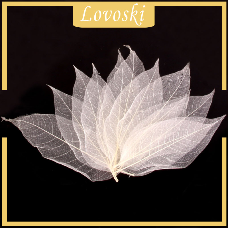 Bộ 50 Lá Mộc Lan Tự Nhiên Dùng Để Trang Trí