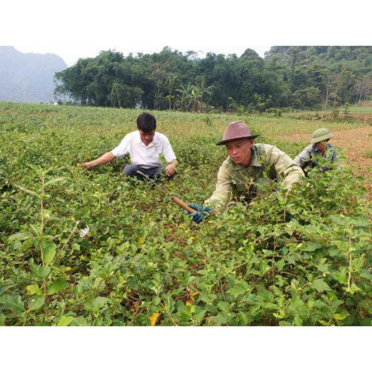 Viên Cà Gai Leo Mật Nhân 500g, Cà Gai Leo Mật Nhân Nguyên Chất, Cải Thiện Chức Năng Gan, Hàng Loại 1, BH 12 tháng | BigBuy360 - bigbuy360.vn