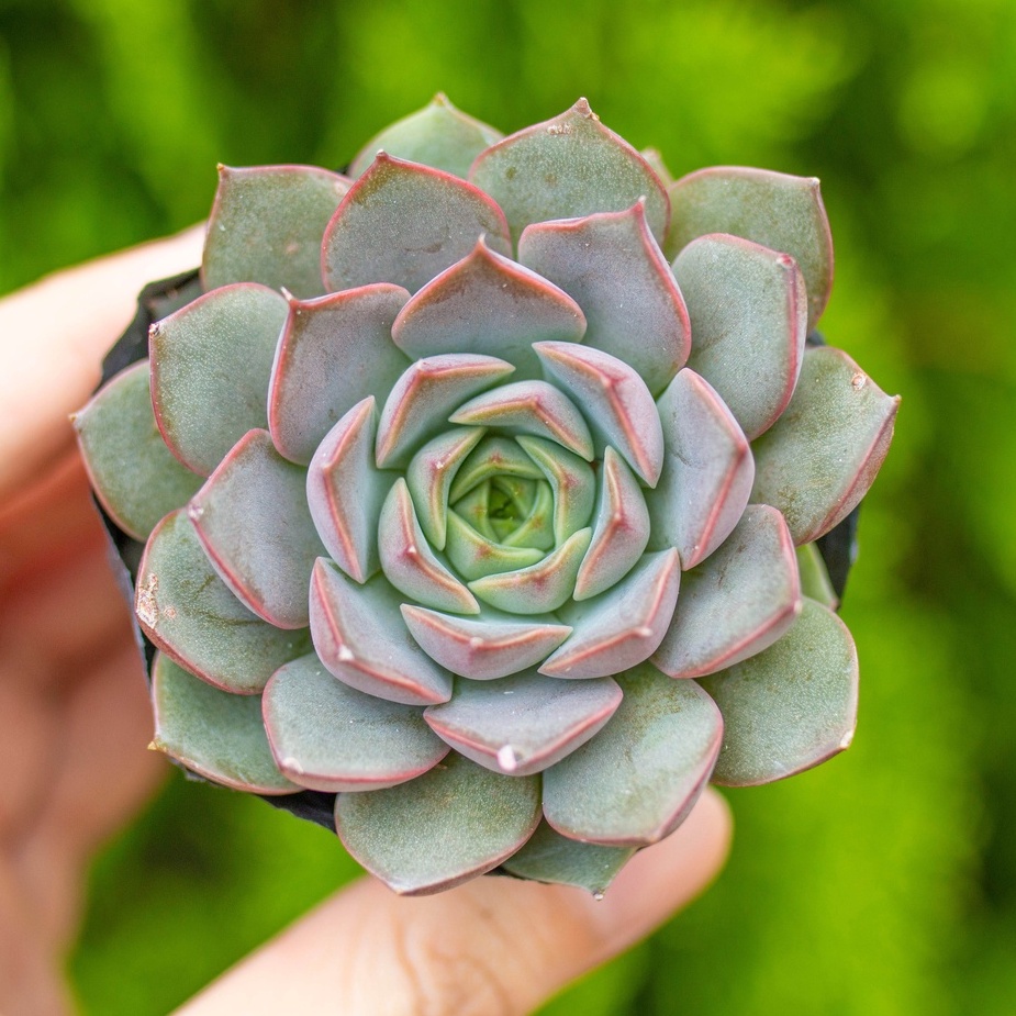Sen đá hoa hồng nâu 5-7cm