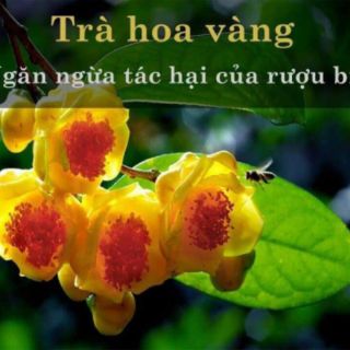 cây Trà hoa vàng