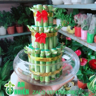 Chậu Trúc Phát Tài 3 Tầng Trồng Thuỷ Sinh