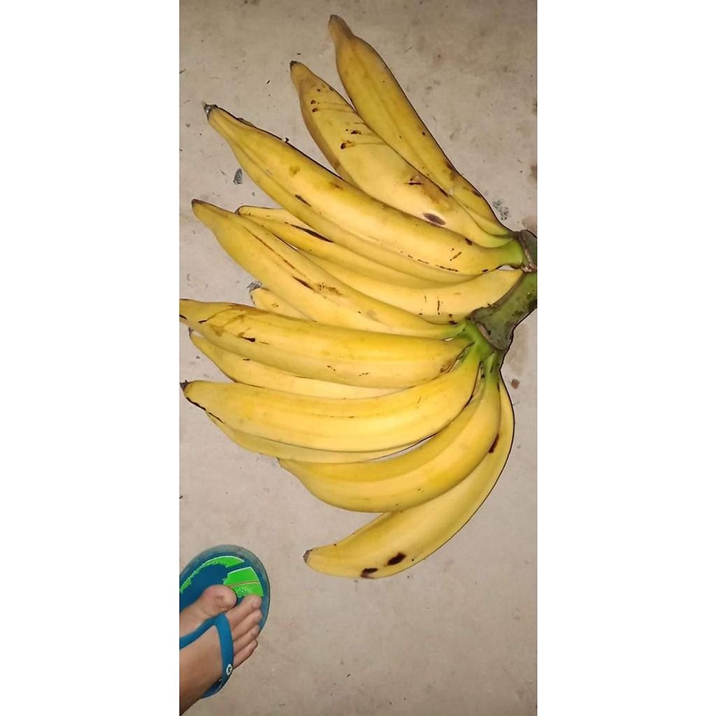 24.09 Chuối Táo Quạ... 3 tháng cây cho trái