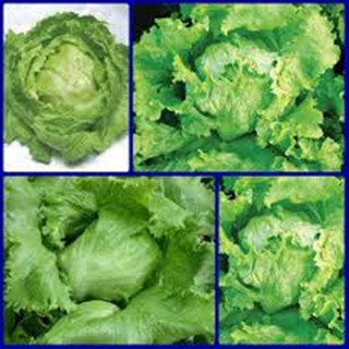Hạt giống xà lách Minetto