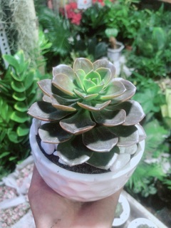Sen Đá Nâu Kèm Chậu Sứ