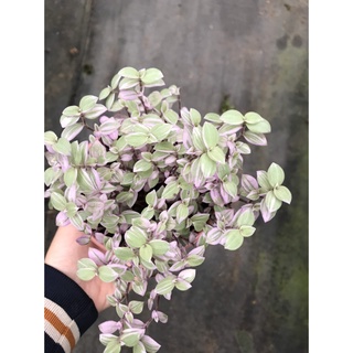 Thài lài pink lady