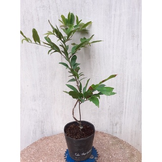 Mai Cúc Thọ Hương Mini