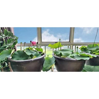 Sen hồng duyên, tình yêu bất tận